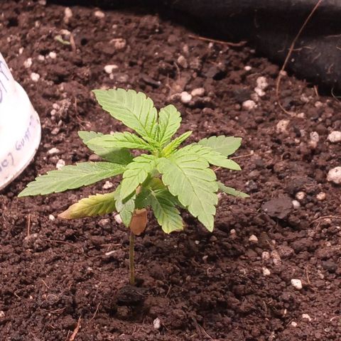 Wedding Cake #1 growlog timeline photo