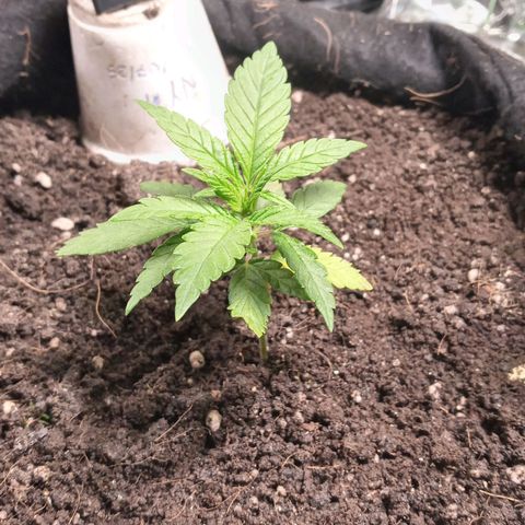 New York Diesel #1 growlog timeline photo