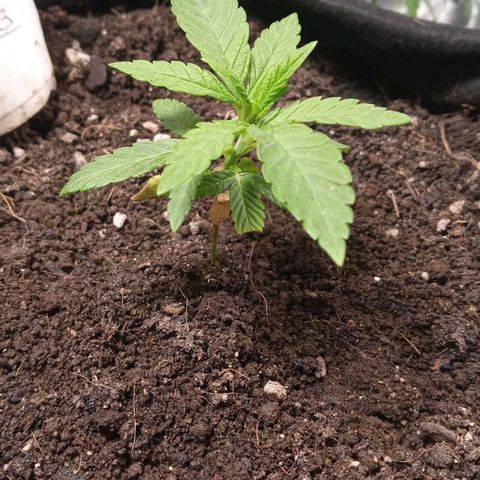 Wedding Cake #1 growlog timeline photo