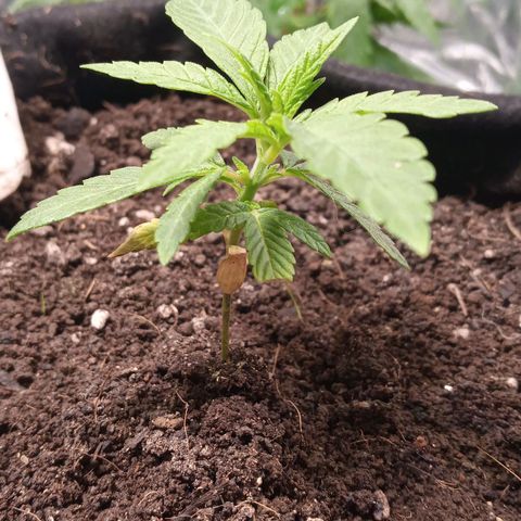Wedding Cake #1 growlog timeline photo