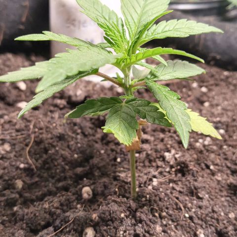 New York Diesel #1 growlog timeline photo