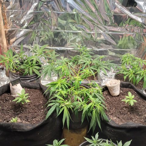Prenseed #2 growlog timeline photo