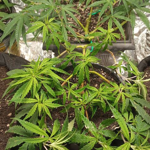 Prenseed #2 growlog timeline photo