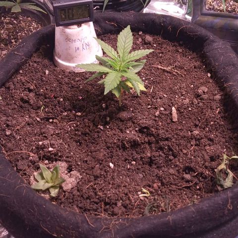 New York Diesel #1 growlog timeline photo