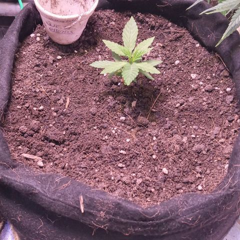 Wedding Cake #1 growlog timeline photo