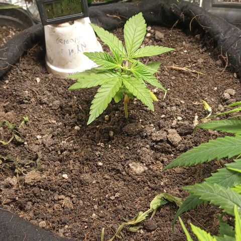 New York Diesel #1 growlog photo: Poda apical