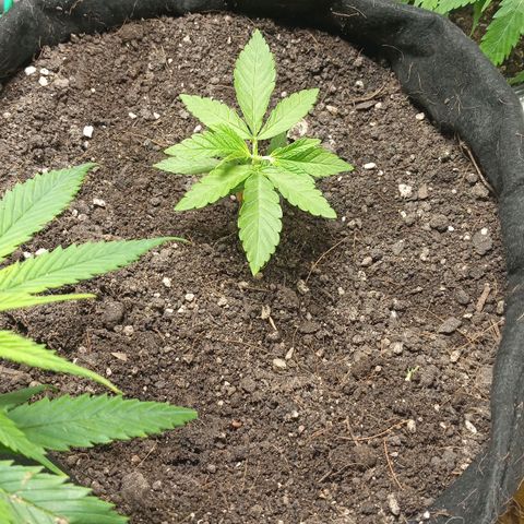 Wedding Cake #1 growlog photo: Poda apical