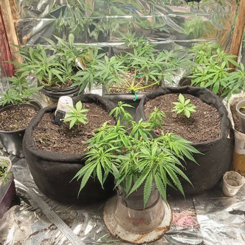 Prenseed #2 growlog timeline photo