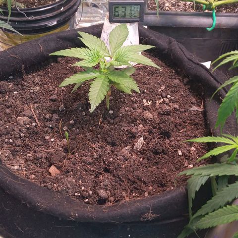 New York Diesel #1 growlog timeline photo