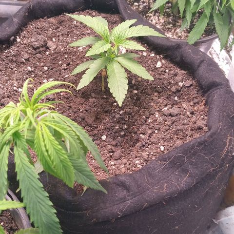 Wedding Cake #1 growlog timeline photo