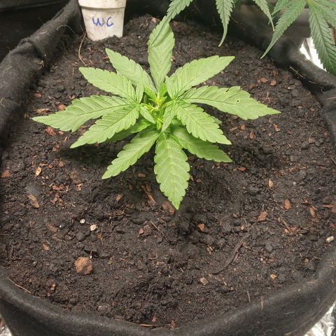 Wedding Cake #1 growlog timeline photo