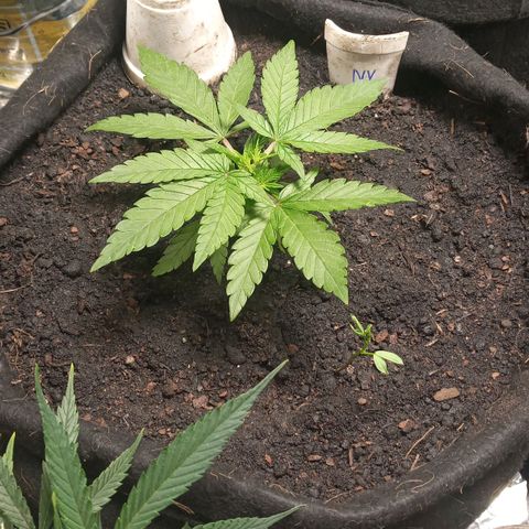 New York Diesel #1 growlog timeline photo