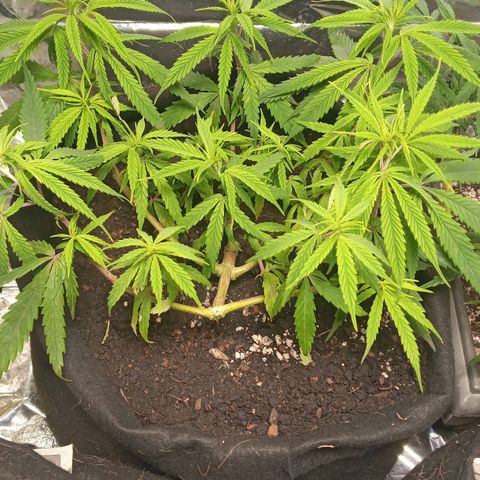Prenseed #2 growlog timeline photo