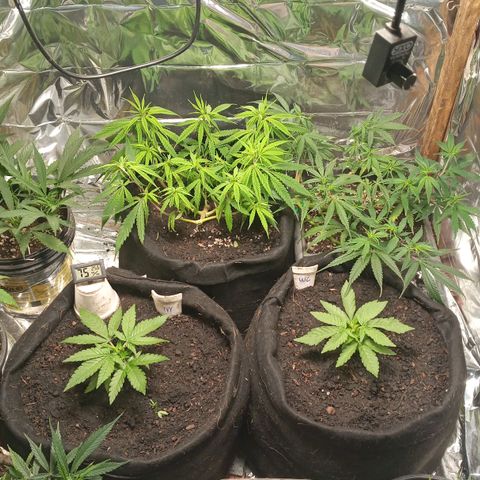 Prenseed #2 growlog timeline photo