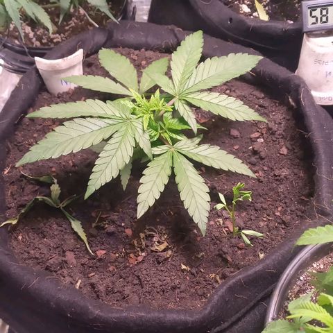 New York Diesel #1 growlog timeline photo