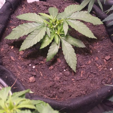 Wedding Cake #1 growlog timeline photo