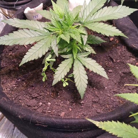New York Diesel #1 growlog timeline photo