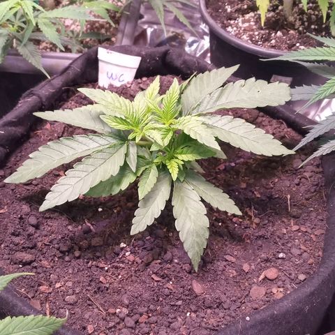 Wedding Cake #1 growlog timeline photo