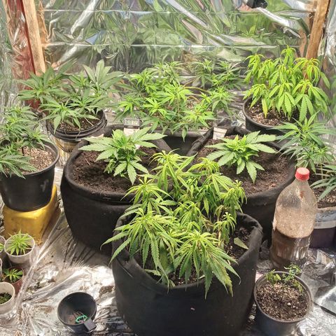 Prenseed #2 growlog timeline photo