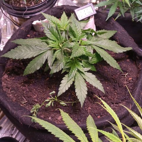 New York Diesel #1 growlog timeline photo