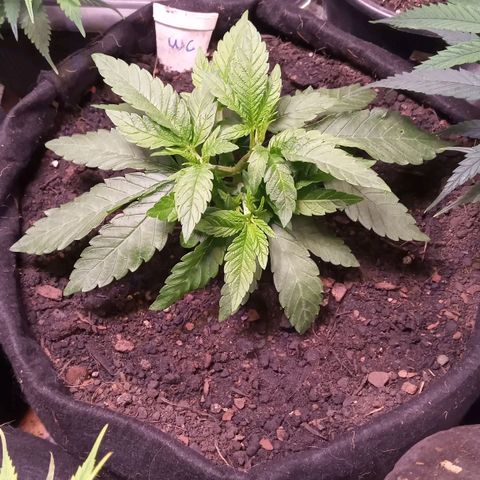 Wedding Cake #1 growlog timeline photo