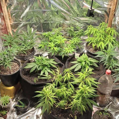 Prenseed #2 growlog timeline photo