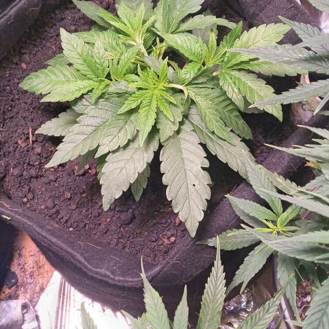 Wedding Cake #1 growlog timeline photo
