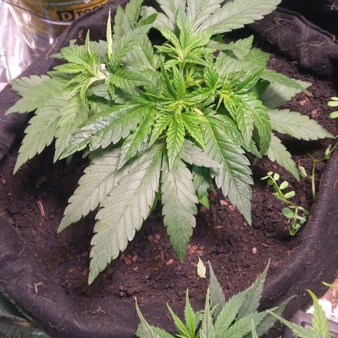 New York Diesel #1 growlog timeline photo