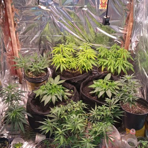 Prenseed #2 growlog timeline photo