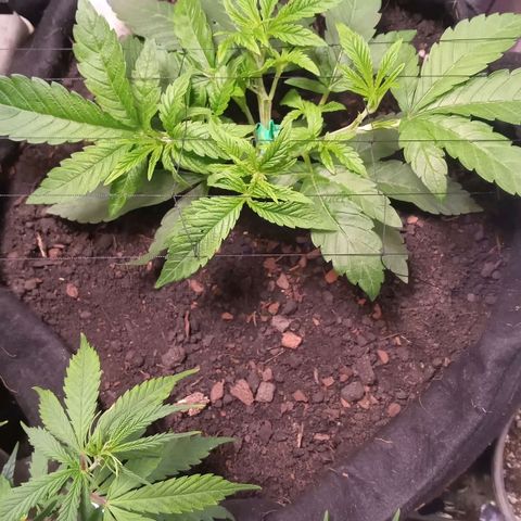 Wedding Cake #1 growlog timeline photo