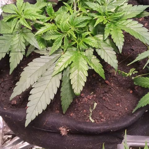 New York Diesel #1 growlog timeline photo