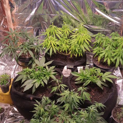 Prenseed #2 growlog timeline photo