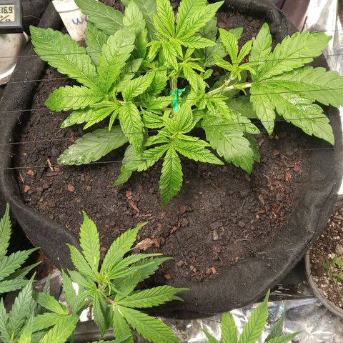Wedding Cake #1 growlog timeline photo