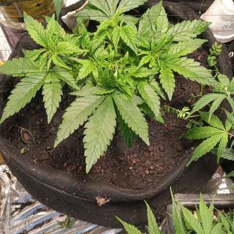New York Diesel #1 growlog timeline photo