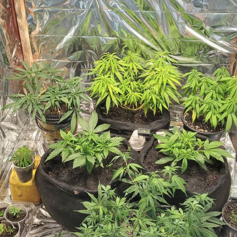 Prenseed #2 growlog timeline photo