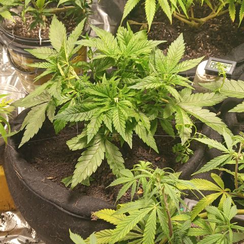 New York Diesel #1 growlog timeline photo