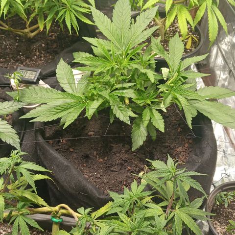 Wedding Cake #1 growlog timeline photo