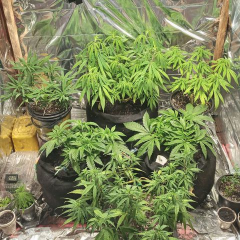 Prenseed #2 growlog timeline photo