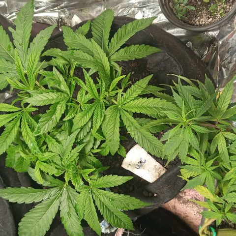 Wedding Cake #1 growlog timeline photo