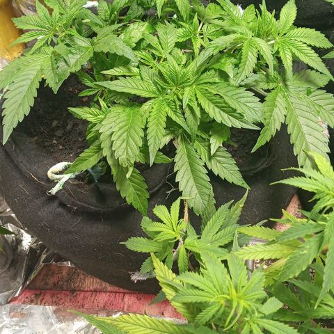 New York Diesel #1 growlog timeline photo