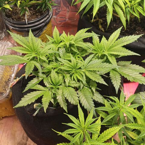 New York Diesel #1 growlog timeline photo