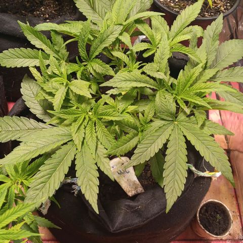 Wedding Cake #1 growlog timeline photo