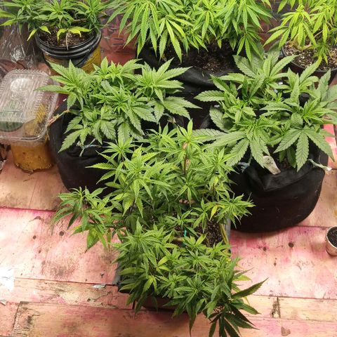Prenseed #2 growlog timeline photo