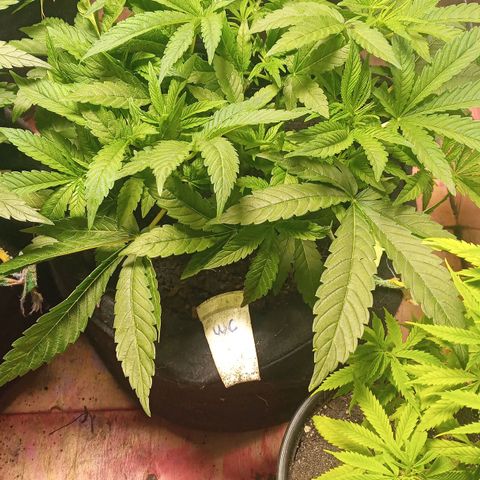 Wedding Cake #1 growlog timeline photo