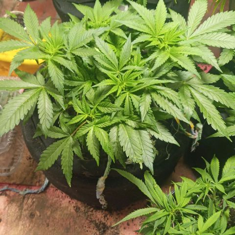 New York Diesel #1 growlog timeline photo