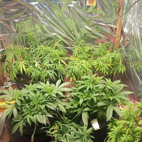 Prenseed #2 growlog timeline photo