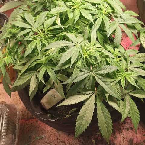 New York Diesel #1 growlog timeline photo