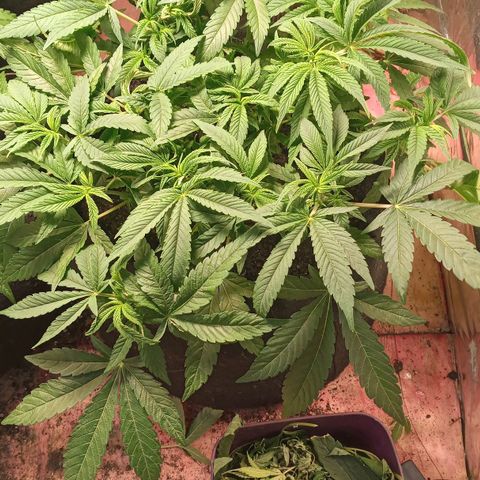 Wedding Cake #1 growlog timeline photo