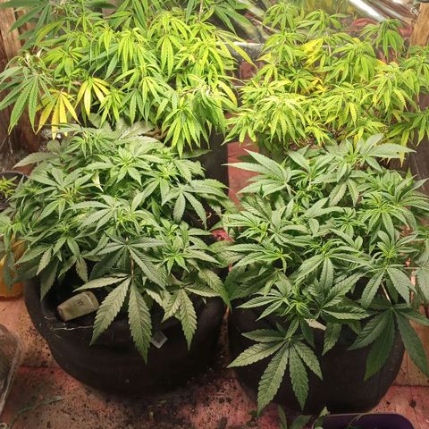 Prenseed #2 growlog timeline photo