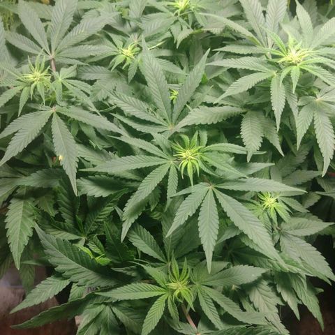 New York Diesel #1 growlog timeline photo